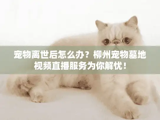 宠物离世后怎么办？柳州宠物墓地视频直播服务为你解忧！