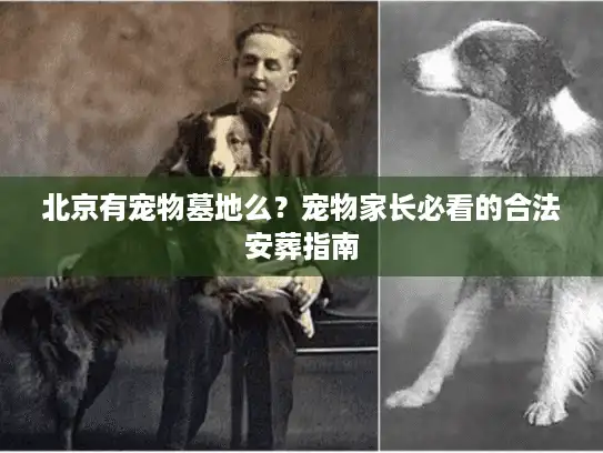 北京有宠物墓地么？宠物家长必看的合法安葬指南