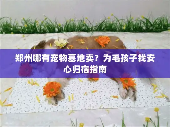 郑州哪有宠物墓地卖？为毛孩子找安心归宿指南
