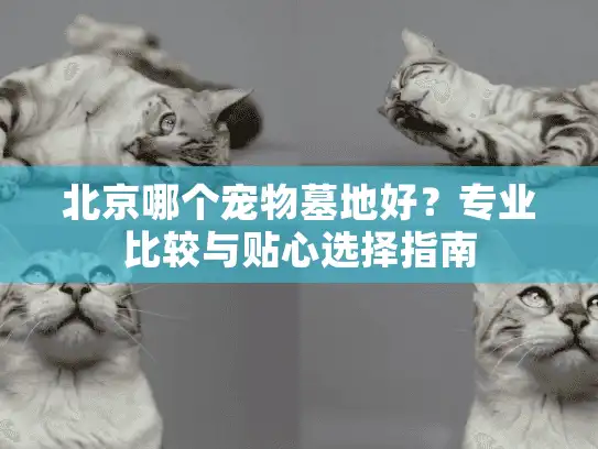 北京哪个宠物墓地好？专业比较与贴心选择指南