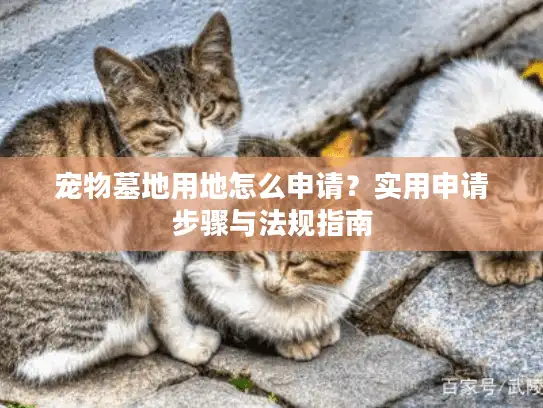 宠物墓地用地怎么申请？实用申请步骤与法规指南