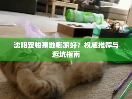 沈阳宠物墓地哪家好？权威推荐与避坑指南