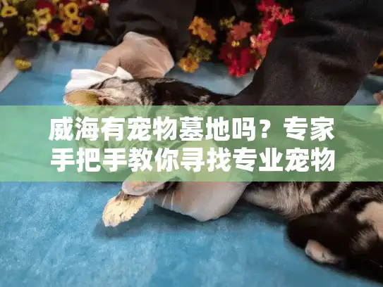 威海有宠物墓地吗？专家手把手教你寻找专业宠物殡葬服务的完整攻略