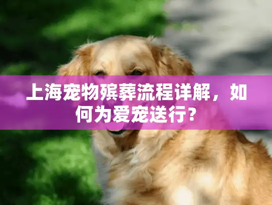 上海宠物殡葬流程详解，如何为爱宠送行？