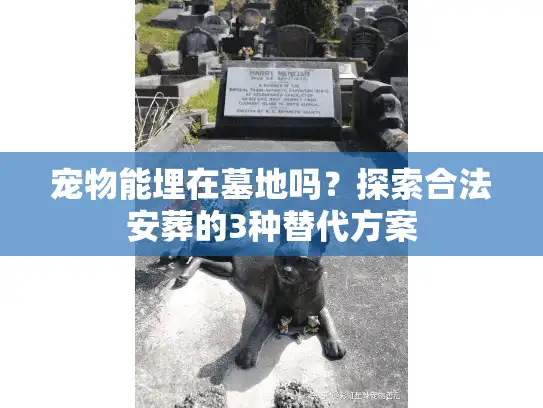 宠物能埋在墓地吗？探索合法安葬的3种替代方案