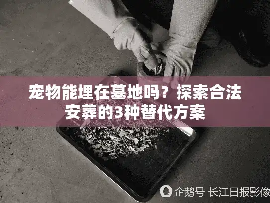 宠物能埋在墓地吗？探索合法安葬的3种替代方案