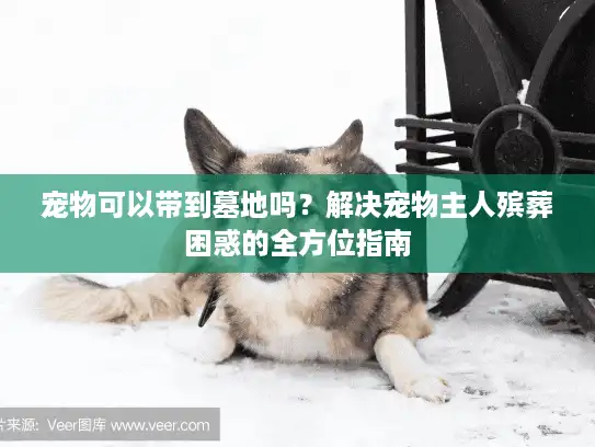 宠物可以带到墓地吗？解决宠物主人殡葬困惑的全方位指南
