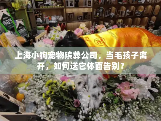 上海小狗宠物殡葬公司，当毛孩子离开，如何送它体面告别？