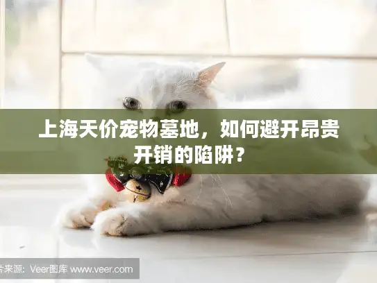 上海天价宠物墓地，如何避开昂贵开销的陷阱？