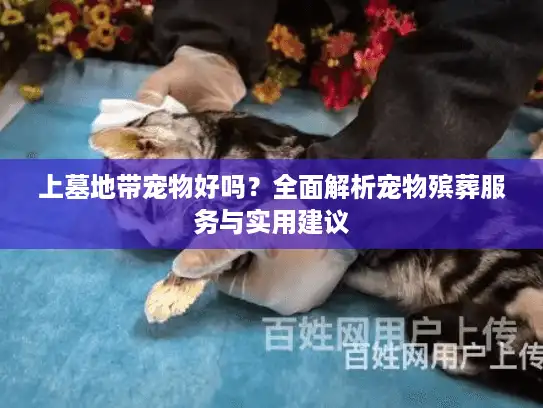 上墓地带宠物好吗？全面解析宠物殡葬服务与实用建议