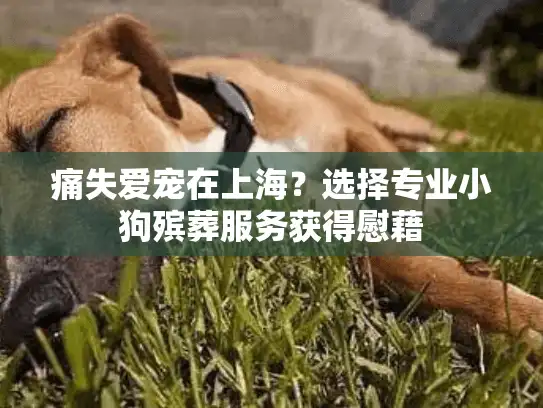 痛失爱宠在上海？选择专业小狗殡葬服务获得慰藉