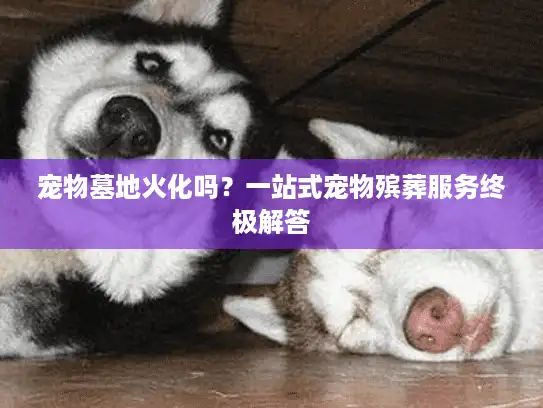 宠物墓地火化吗？一站式宠物殡葬服务终极解答