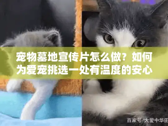 宠物墓地宣传片怎么做？如何为爱宠挑选一处有温度的安心之地？