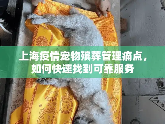 上海疫情宠物殡葬管理痛点，如何快速找到可靠服务