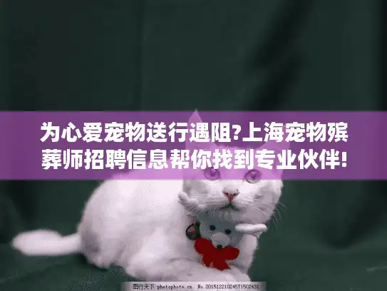 为心爱宠物送行遇阻?上海宠物殡葬师招聘信息帮你找到专业伙伴!