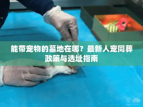 能带宠物的墓地在哪？最新人宠同葬政策与选址指南