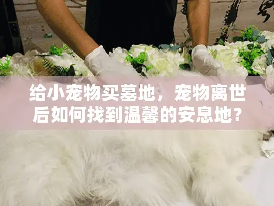 给小宠物买墓地，宠物离世后如何找到温馨的安息地？