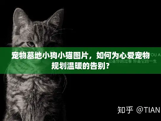 宠物墓地小狗小猫图片，如何为心爱宠物规划温暖的告别？