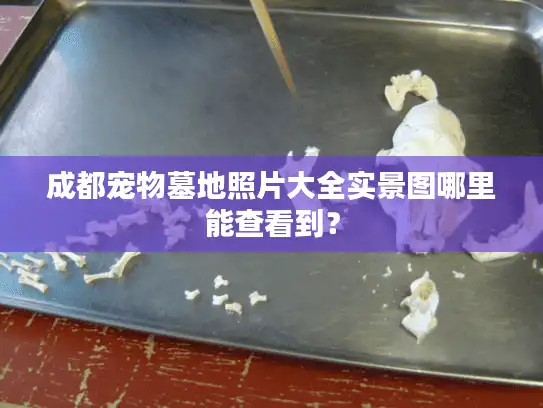 成都宠物墓地照片大全实景图哪里能查看到？