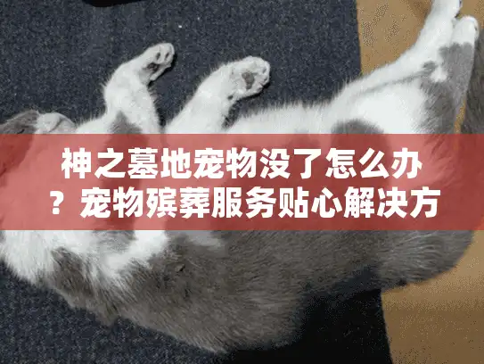 神之墓地宠物没了怎么办？宠物殡葬服务贴心解决方案