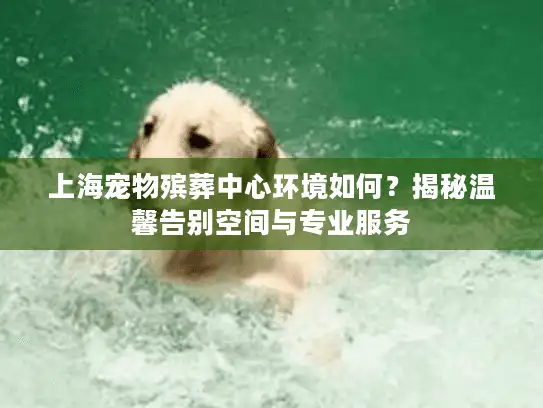 上海宠物殡葬中心环境如何？揭秘温馨告别空间与专业服务