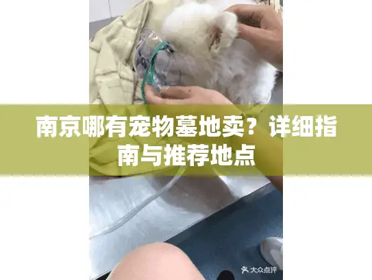 南京哪有宠物墓地卖？详细指南与推荐地点