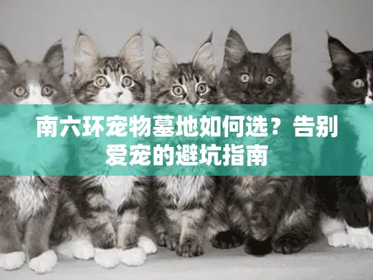 南六环宠物墓地如何选？告别爱宠的避坑指南