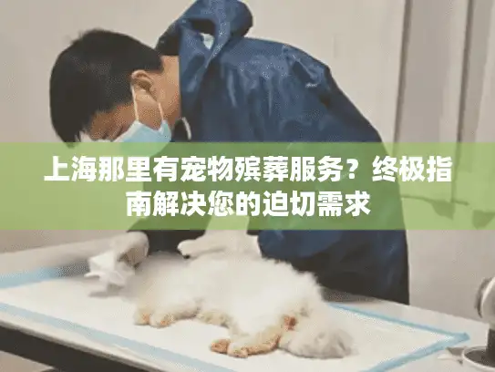 上海那里有宠物殡葬服务？终极指南解决您的迫切需求
