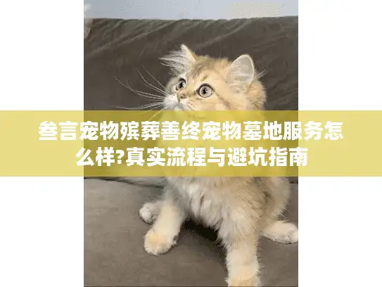 叁言宠物殡葬善终宠物墓地服务怎么样?真实流程与避坑指南