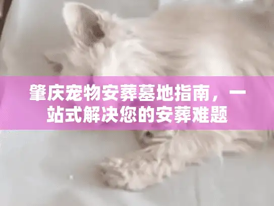 肇庆宠物安葬墓地指南，一站式解决您的安葬难题