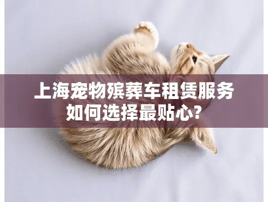 上海宠物殡葬车租赁服务如何选择最贴心?
