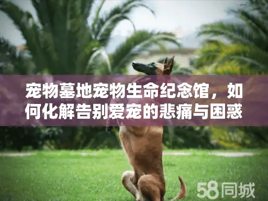 宠物墓地宠物生命纪念馆，如何化解告别爱宠的悲痛与困惑？