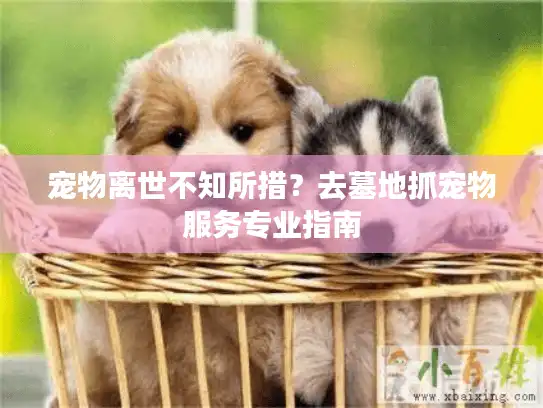 宠物离世不知所措？去墓地抓宠物服务专业指南