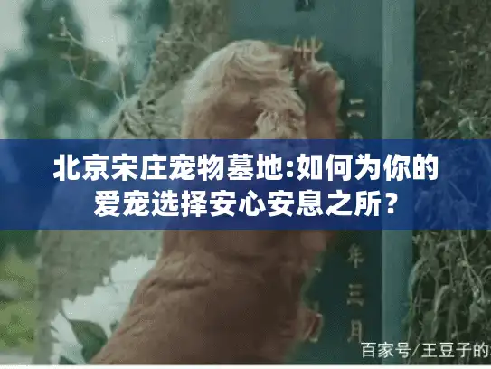 北京宋庄宠物墓地:如何为你的爱宠选择安心安息之所？
