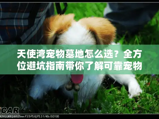 天使湾宠物墓地怎么选？全方位避坑指南带你了解可靠宠物殡葬服务