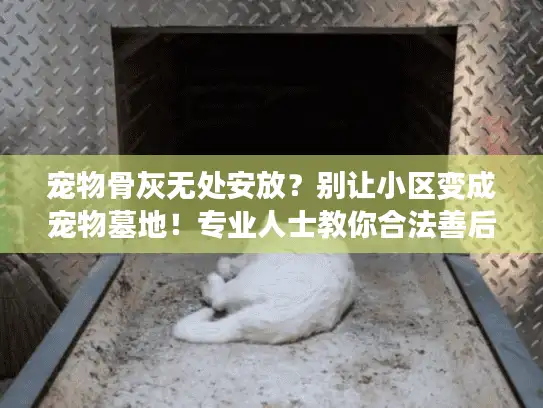 宠物骨灰无处安放？别让小区变成宠物墓地！专业人士教你合法善后