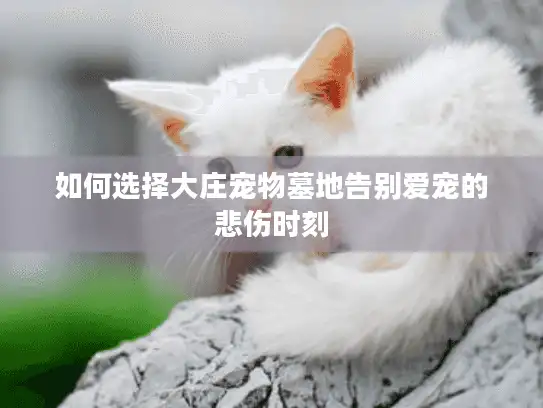 如何选择大庄宠物墓地告别爱宠的悲伤时刻