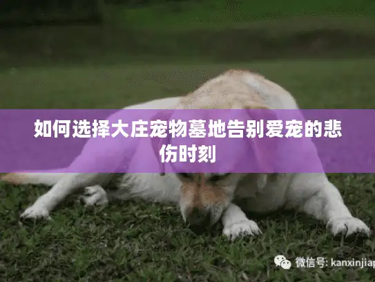 如何选择大庄宠物墓地告别爱宠的悲伤时刻