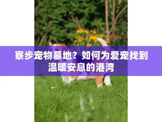 寮步宠物墓地？如何为爱宠找到温暖安息的港湾