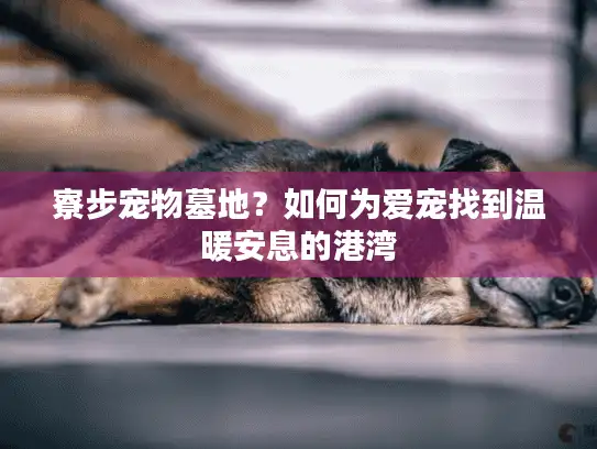 寮步宠物墓地？如何为爱宠找到温暖安息的港湾