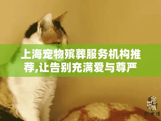 上海宠物殡葬服务机构推荐,让告别充满爱与尊严