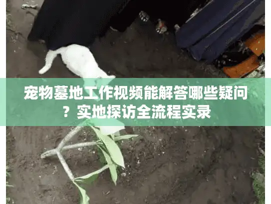 宠物墓地工作视频能解答哪些疑问？实地探访全流程实录