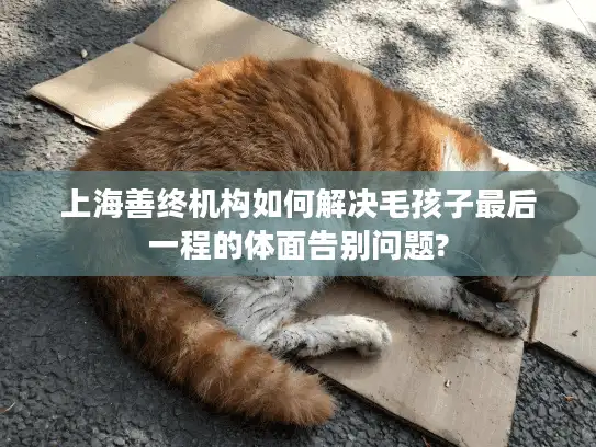 上海善终机构如何解决毛孩子最后一程的体面告别问题?