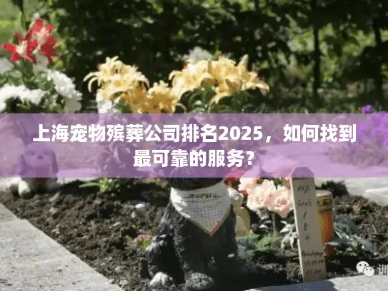 上海宠物殡葬公司排名2025，如何找到最可靠的服务？