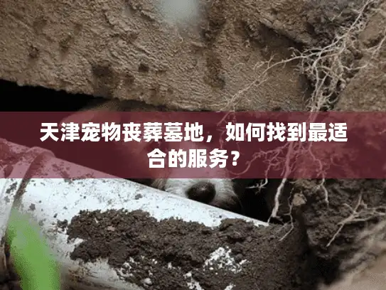 天津宠物丧葬墓地，如何找到最适合的服务？