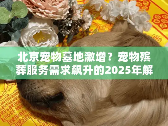 北京宠物墓地激增？宠物殡葬服务需求飙升的2025年解析