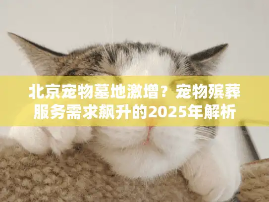 北京宠物墓地激增？宠物殡葬服务需求飙升的2025年解析