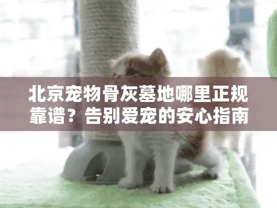 北京宠物骨灰墓地哪里正规靠谱？告别爱宠的安心指南