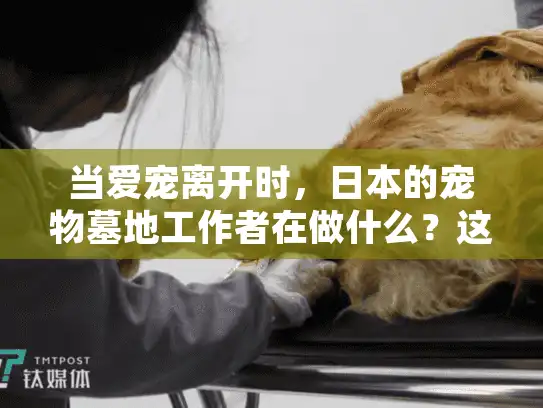 当爱宠离开时，日本的宠物墓地工作者在做什么？这七点值得中国借鉴