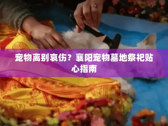 宠物离别哀伤？襄阳宠物墓地祭祀贴心指南